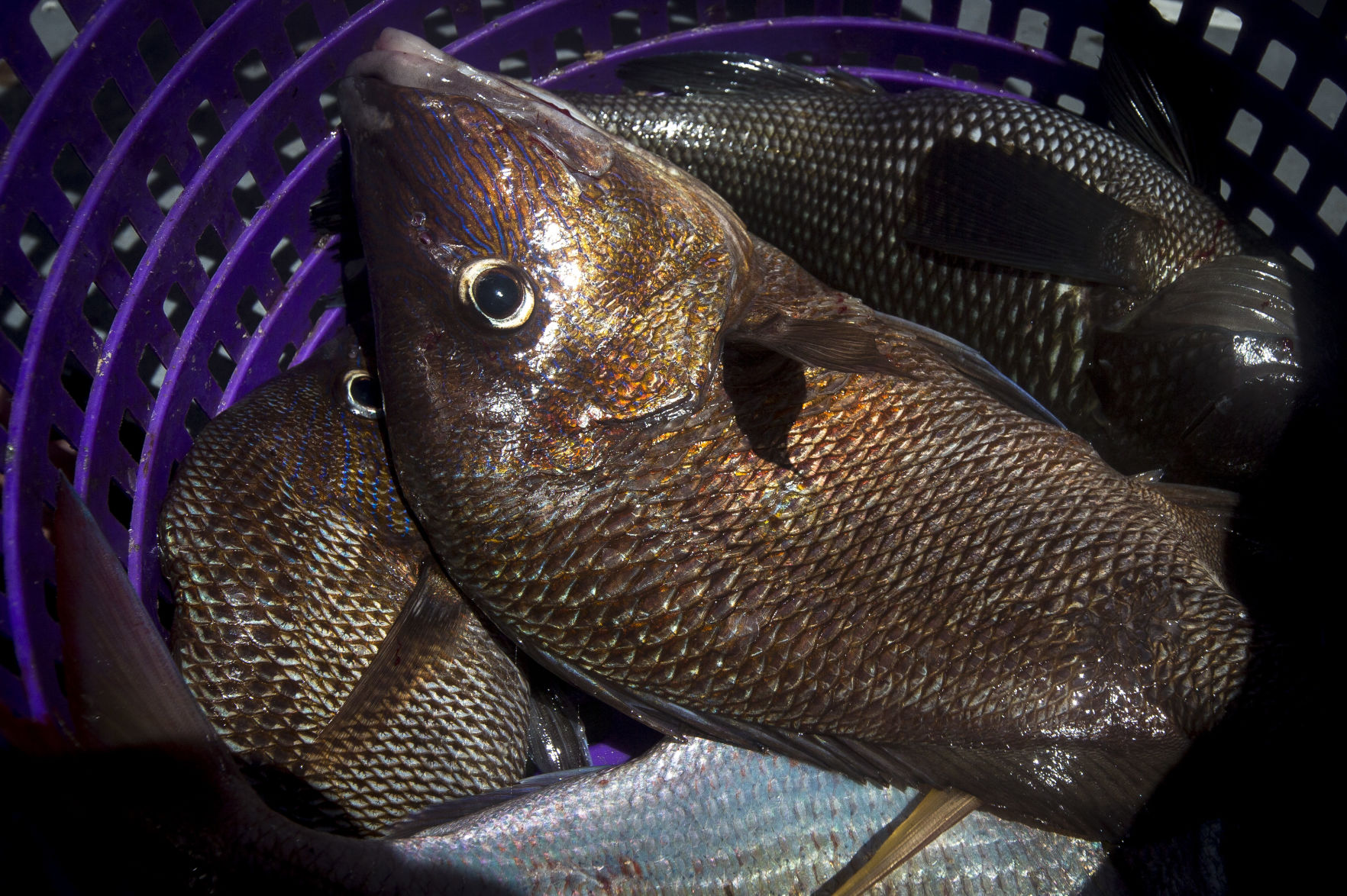 pc-032519-ne-species Gulf Stream Fishing16.JPG (copy)